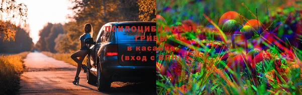 прущие грибы Абинск